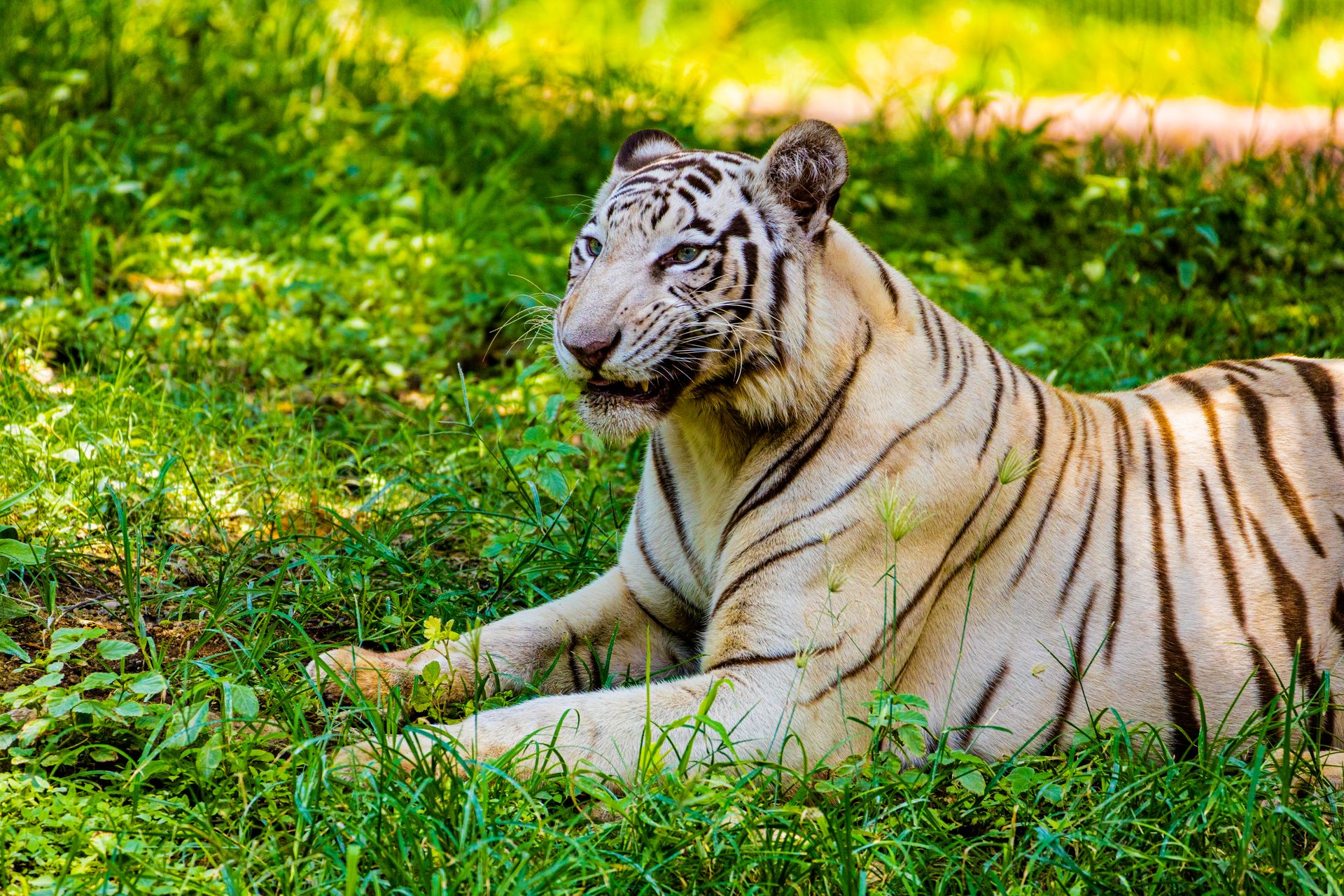 Majestic White Tiger Resting in Lush Greenery