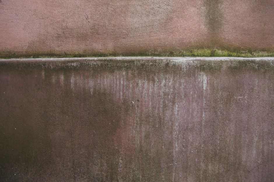 Damp staining and moss rising from the base of an exterior rendered wall above a concrete plinth