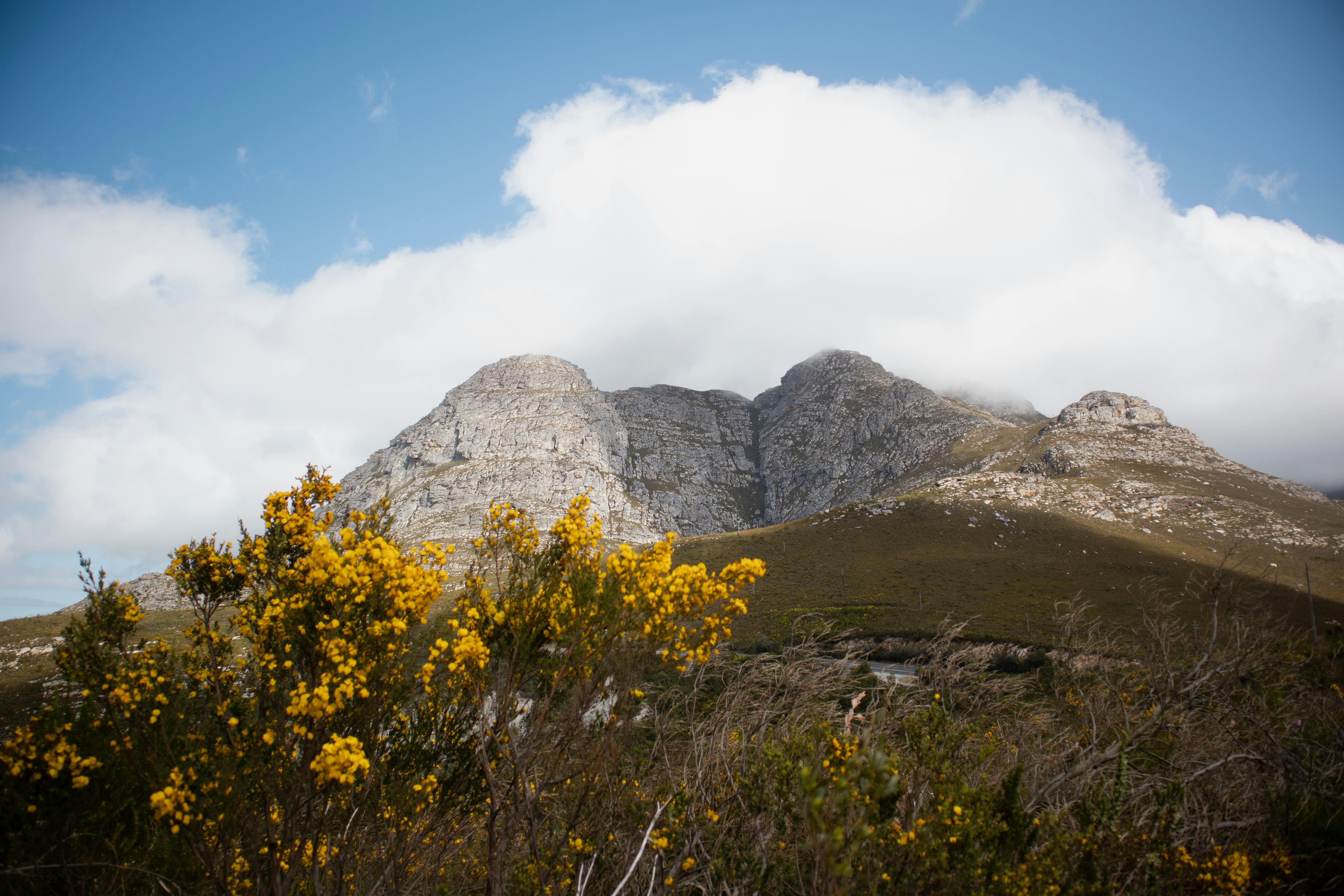 Stunning Mountain Landscape with Yellow Flowers
