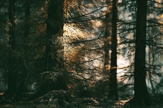 Sunlight creates a serene atmosphere as it filters through dense forest trees, adding a touch of warmth.