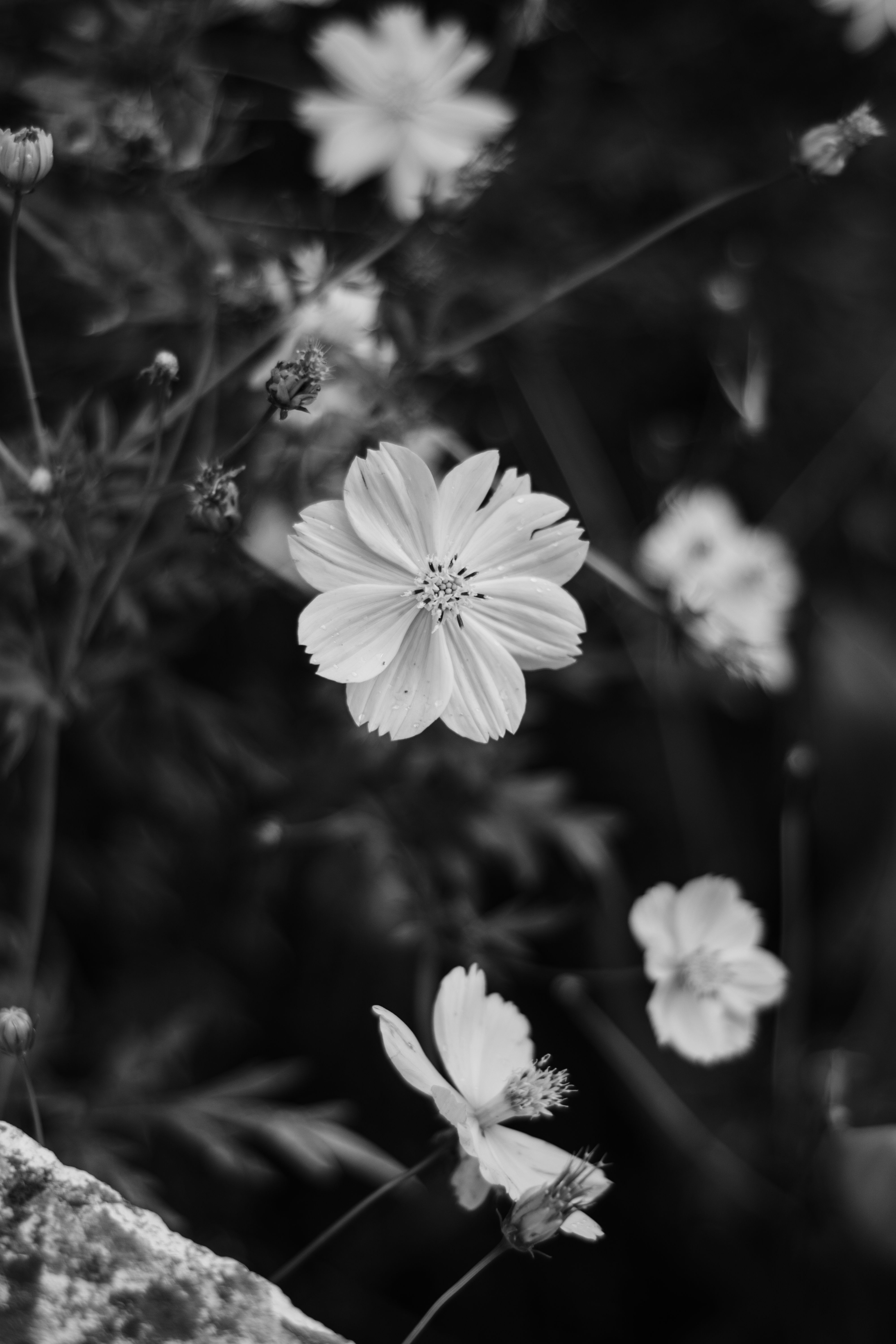 Black and White Cosmos Flowers in Bloom · Free Stock Photo