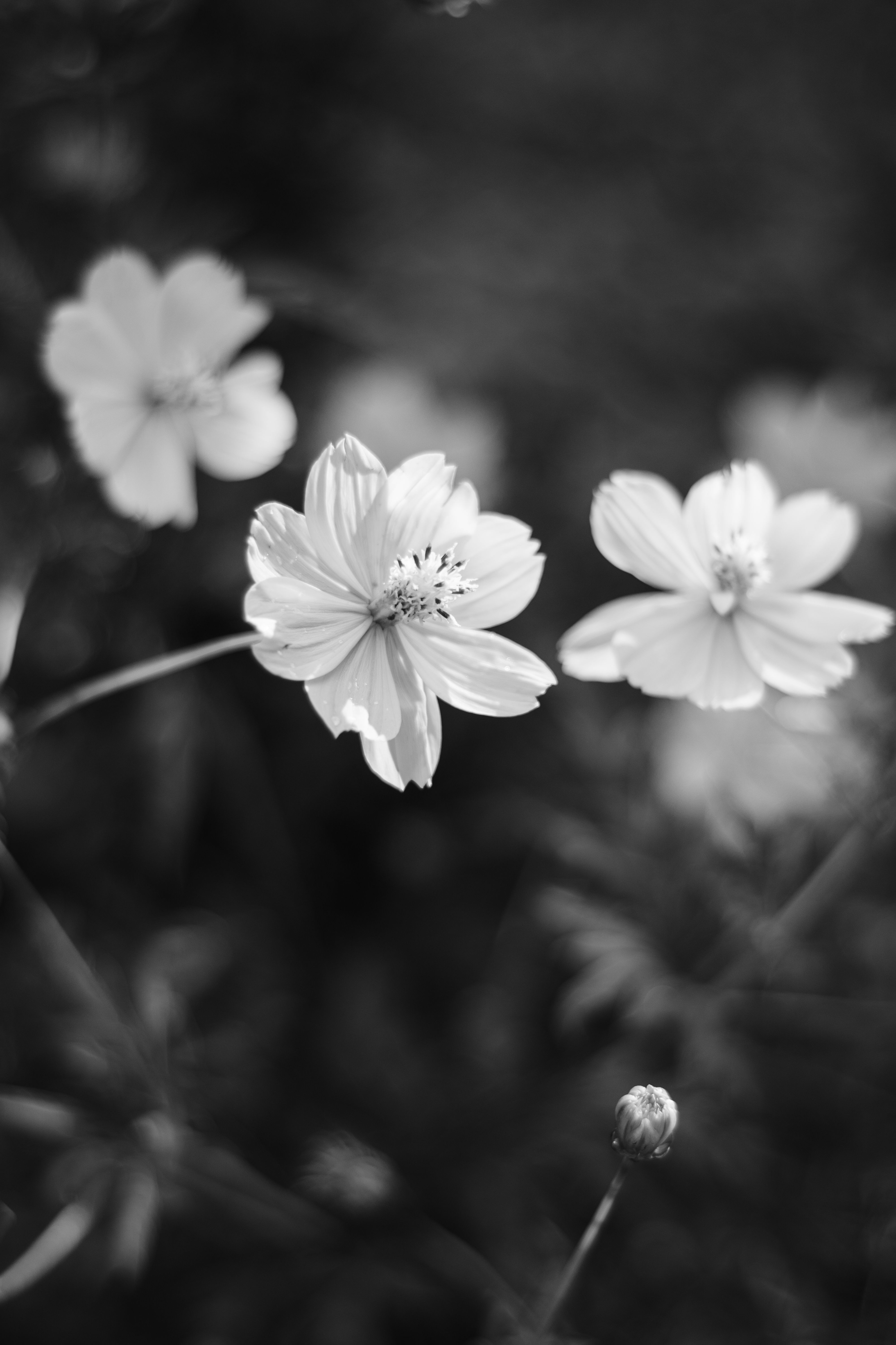 Black and White Cosmos Flowers in Bloom · Free Stock Photo