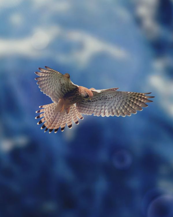 Majestic Hawk Soaring Against a Blue Sky · Free Stock Photo