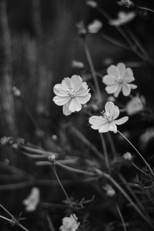 Free Elegant black and white photo of cosmos flowers in full bloom. Stock Photo