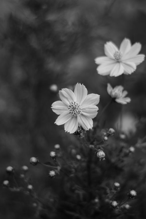 Free Detailed black and white image of delicate flowers with blurred background. Stock Photo