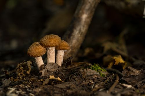 Free Detailed macro shot of mushrooms in the autumn forest of Rouyn-Noranda, Canada. Stock Photo