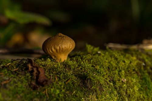 Free Close-up of a puffball mushroom on a mossy forest floor in Rouyn-Noranda, QC, Canada. Stock Photo