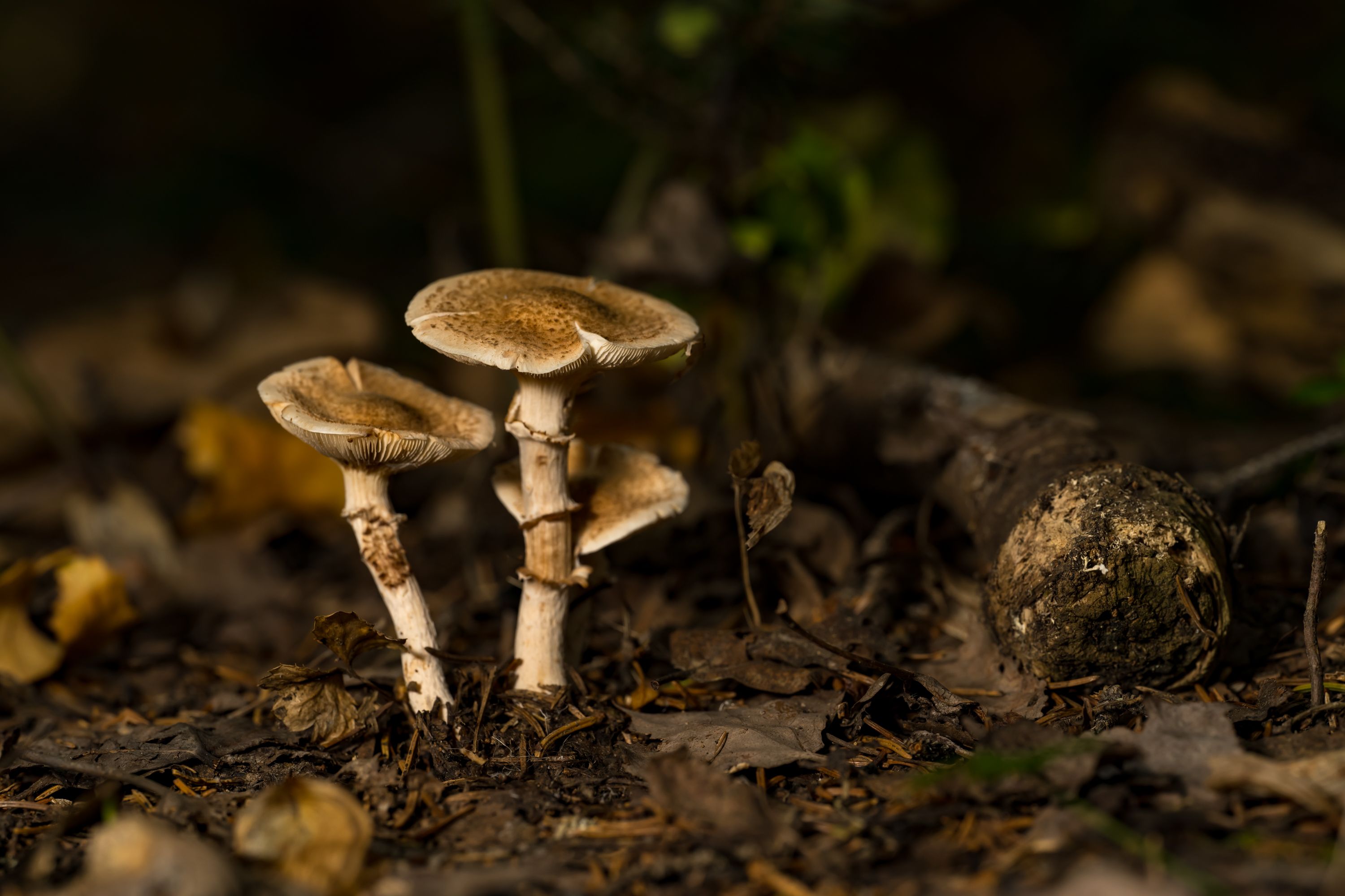 Candida fungi can burst immune cells and shape-shift to evade immunity