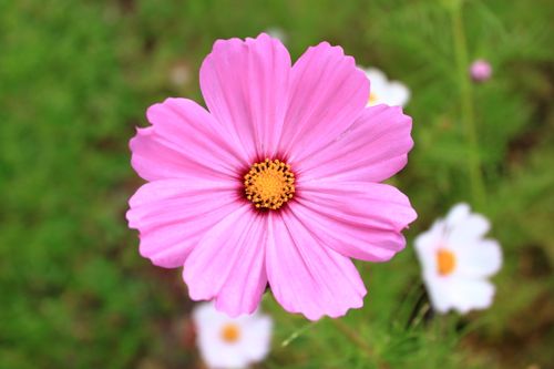 Free Close-up of a vibrant pink cosmos flower in full bloom against a lush green background. Stock Photo