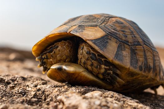 Detailed macro shot of a tortoise retreating into its shell outdoors in Aydın, Türkiye.