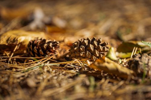 Free Close-up of pine cones on a forest floor surrounded by dried leaves and straw, capturing autumn vibes. Stock Photo