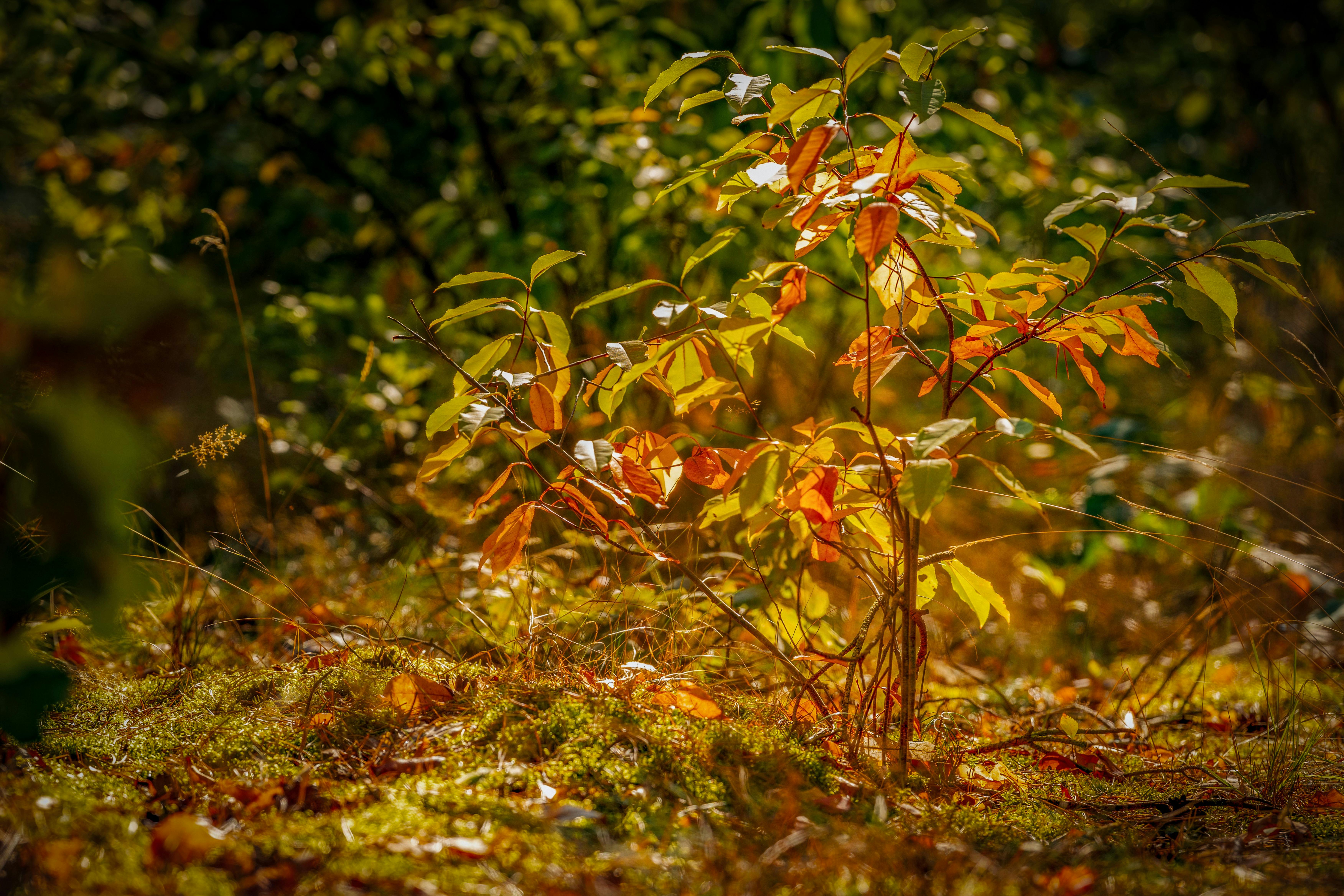 vibrant autumn foliage in sunlit forest