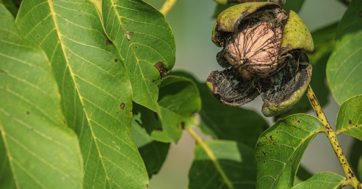 Ripe Walnut Tree Ripe Walnut on Walnut Tree Branch in Autumn · Free Stock Photo