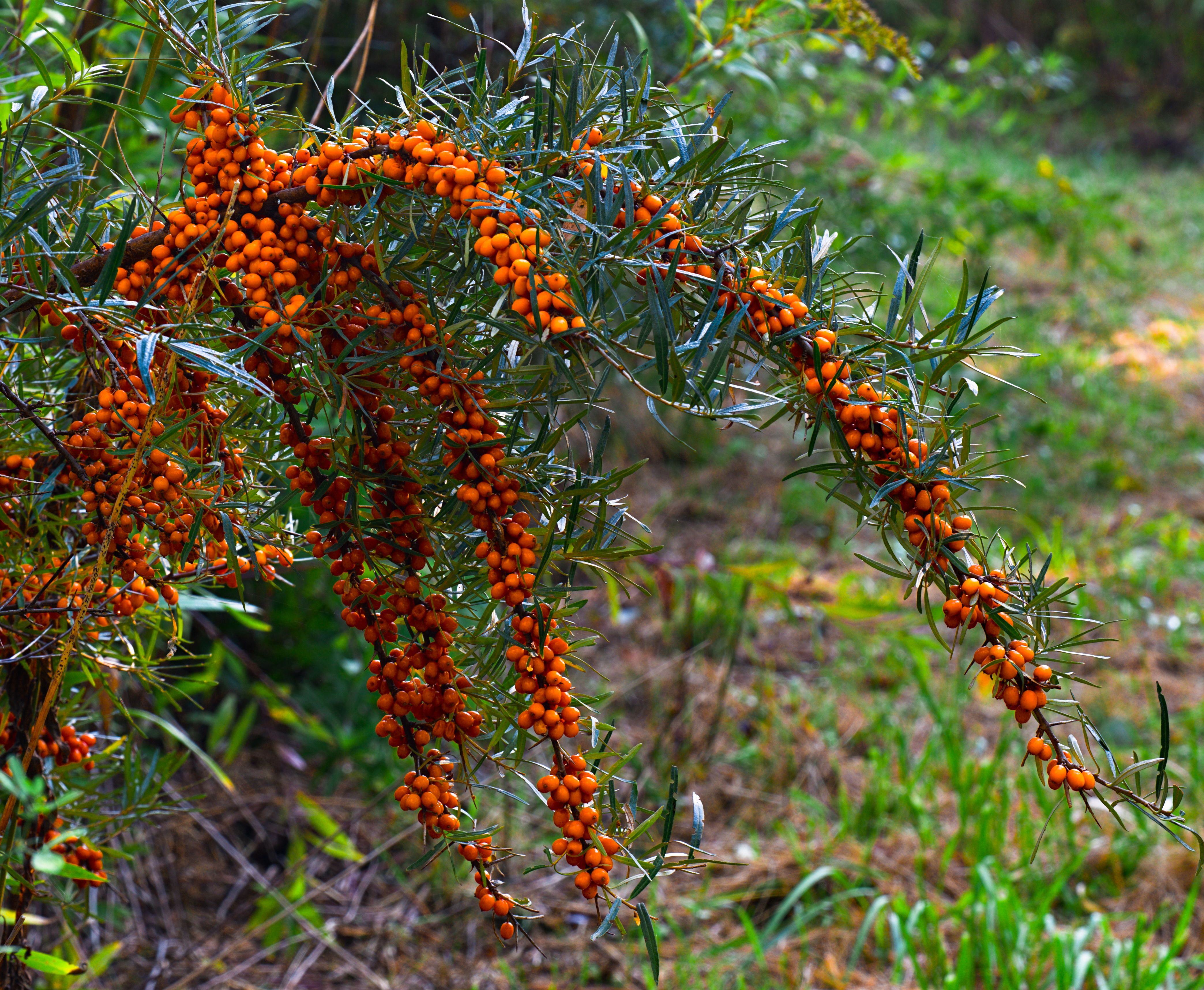 A lush branch of sea buckthorn with vibrant orange berries, captured in a natural outdoor setting. - Evidence evidence guide for sea buckthorn lipids randomized trial