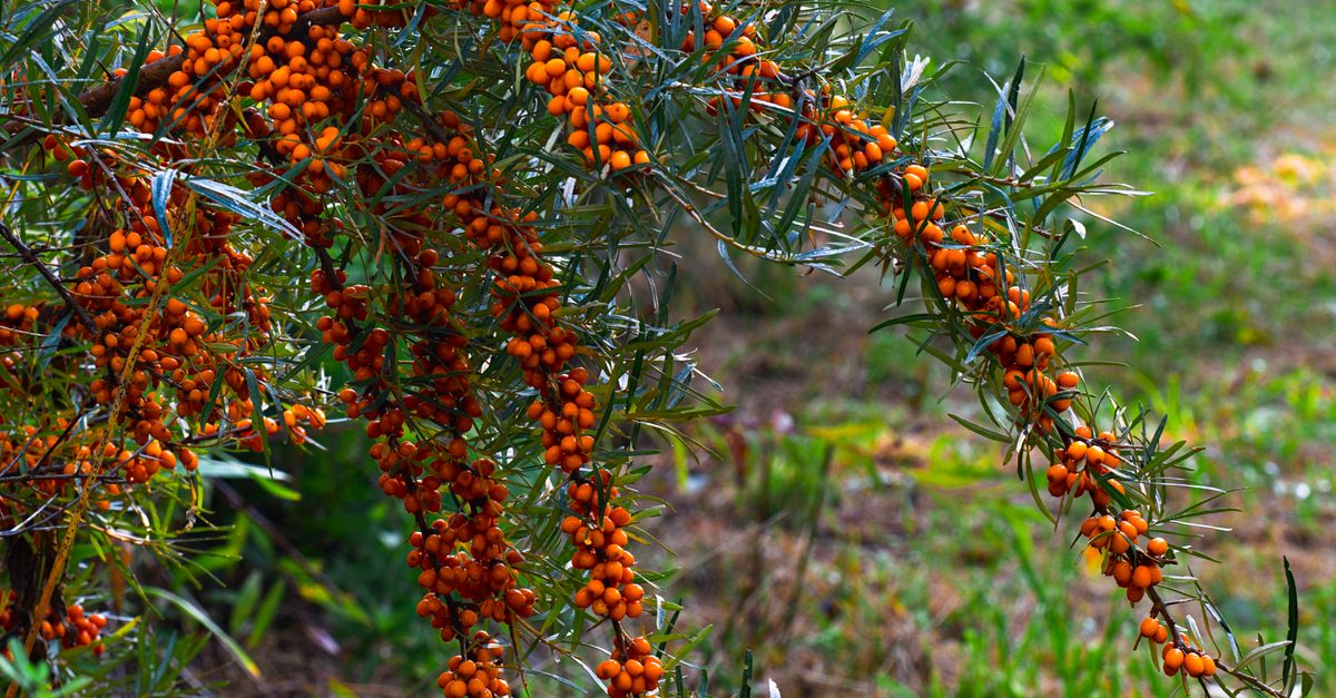A lush branch of sea buckthorn with vibrant orange berries, captured in a natural outdoor setting. - Evidence evidence guide for sea buckthorn lipids randomized trial