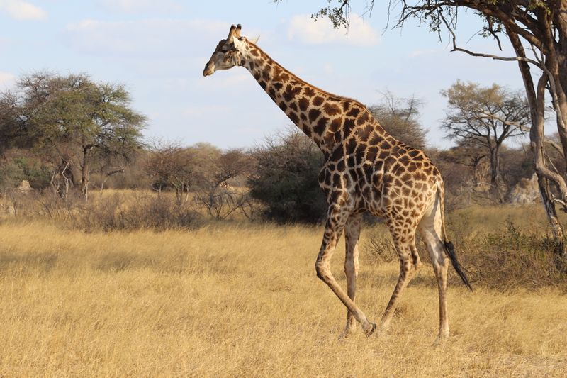 Giraffe walking the African savannah