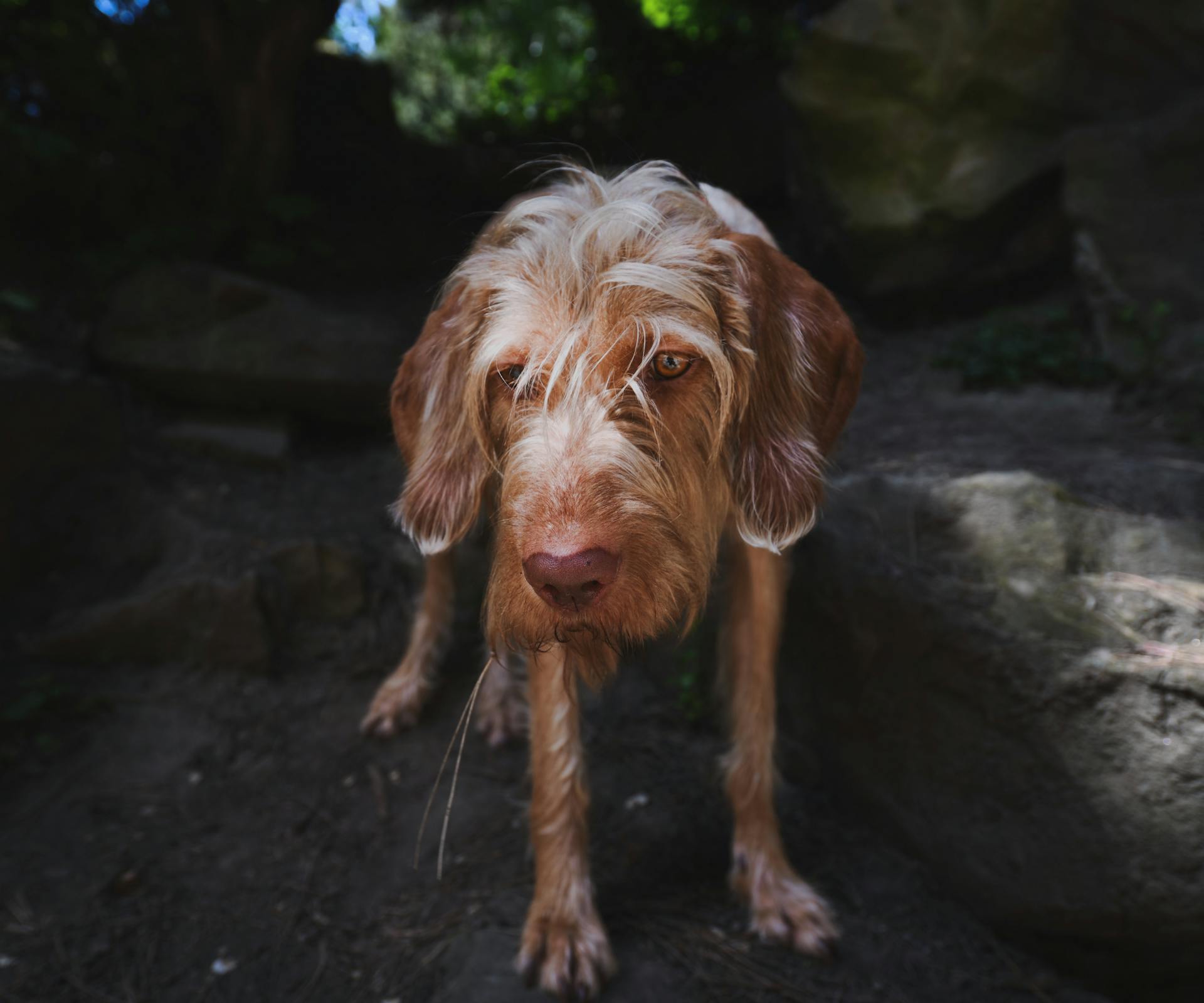 Free stock photo of dog, vizsla