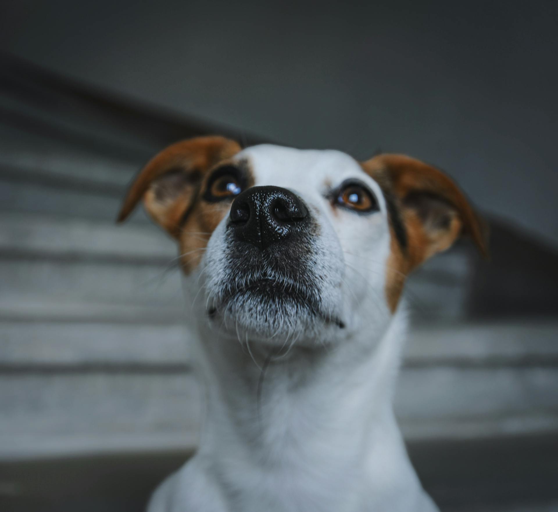 Porträtt av en Jack Russell Terrier i närbild