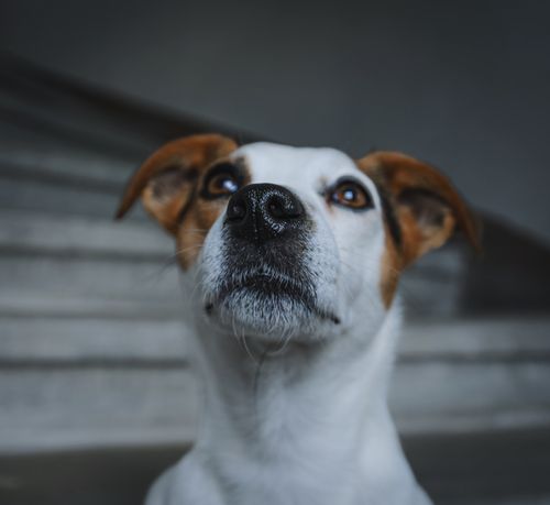Free Focused portrait of a Jack Russell Terrier looking upwards with blurred background. Stock Photo