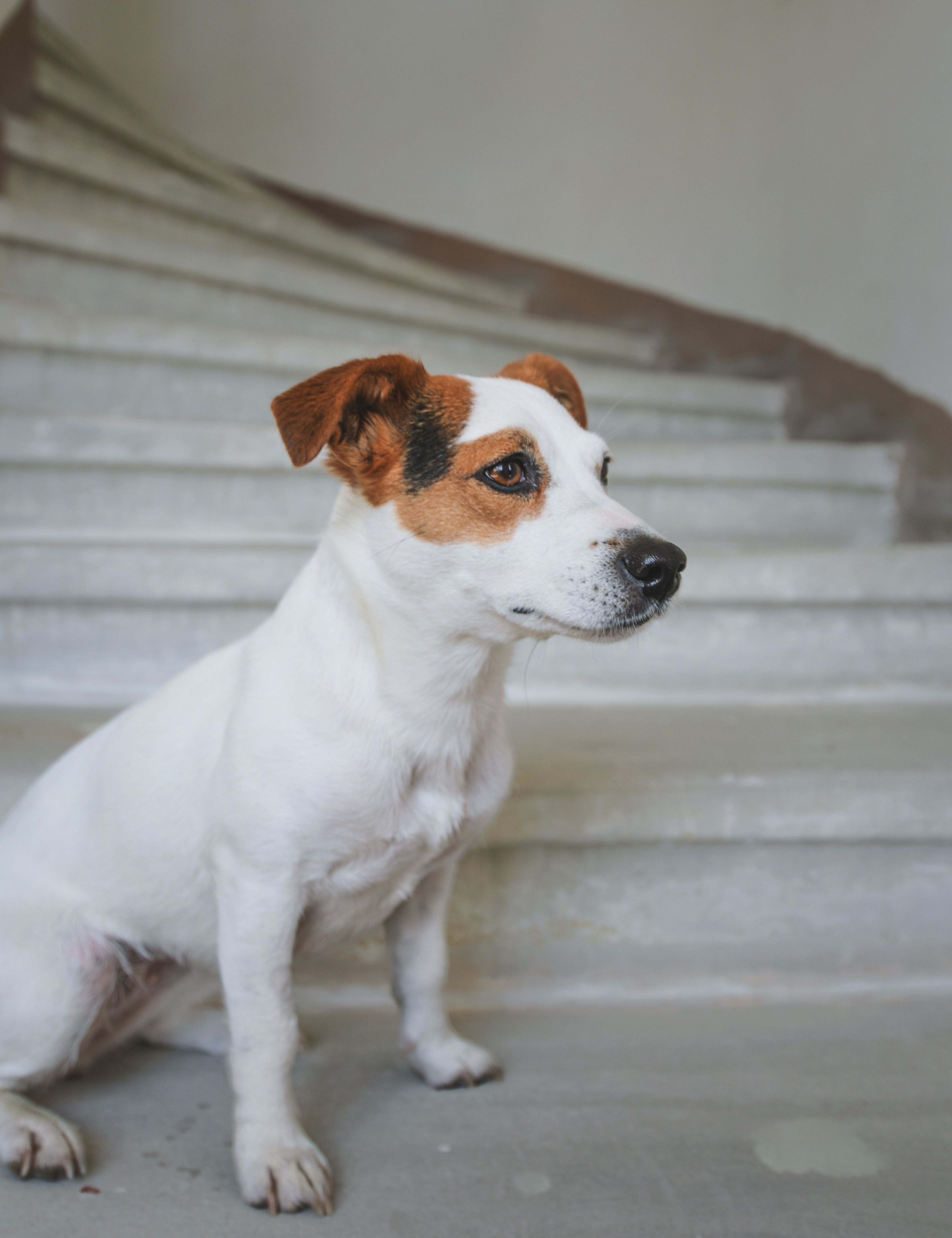 Jack Russell Terrier on Staircase · Free Stock Photo