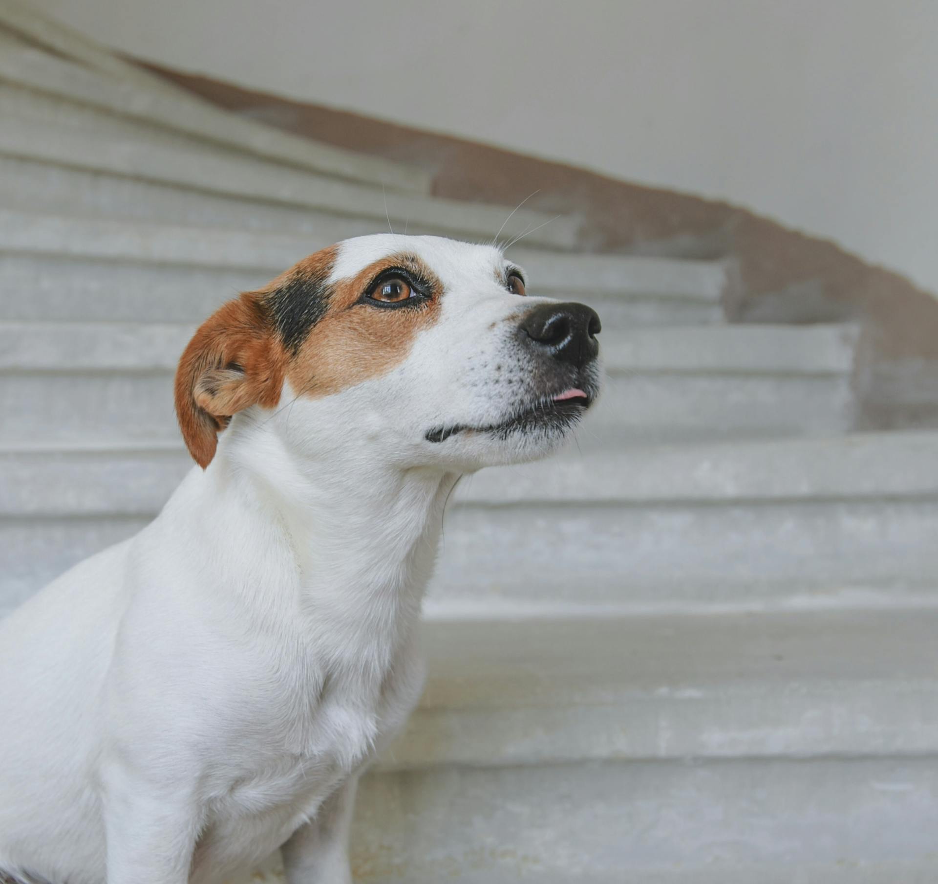 Le curieux Jack Russell Terrier sur les escaliers