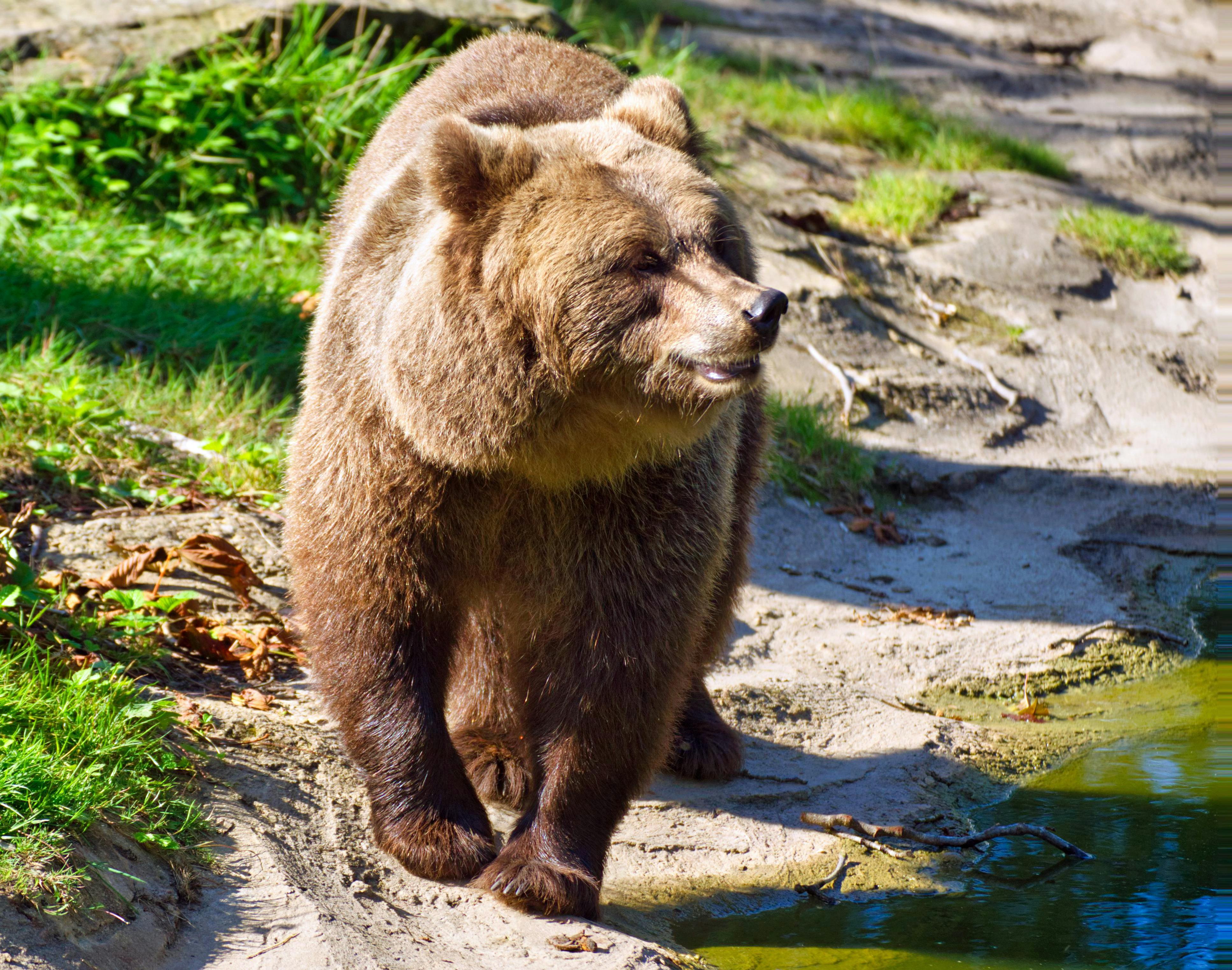 Sun Bear Realty &amp; Property Management acquires Vacation Station and Incline House Cleaning — Photo by Carsten Schmitt on 