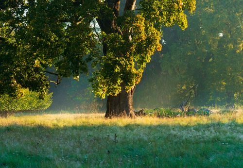 Free Serene landscape of a sunlit meadow featuring a grand oak tree surrounded by lush greenery. Stock Photo