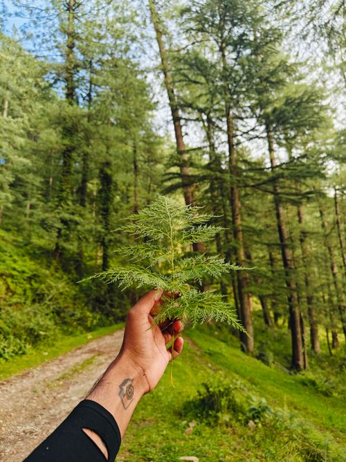 Free A hand with a tattoo holds a fern leaf on a forest trail beneath tall trees. Stock Photo