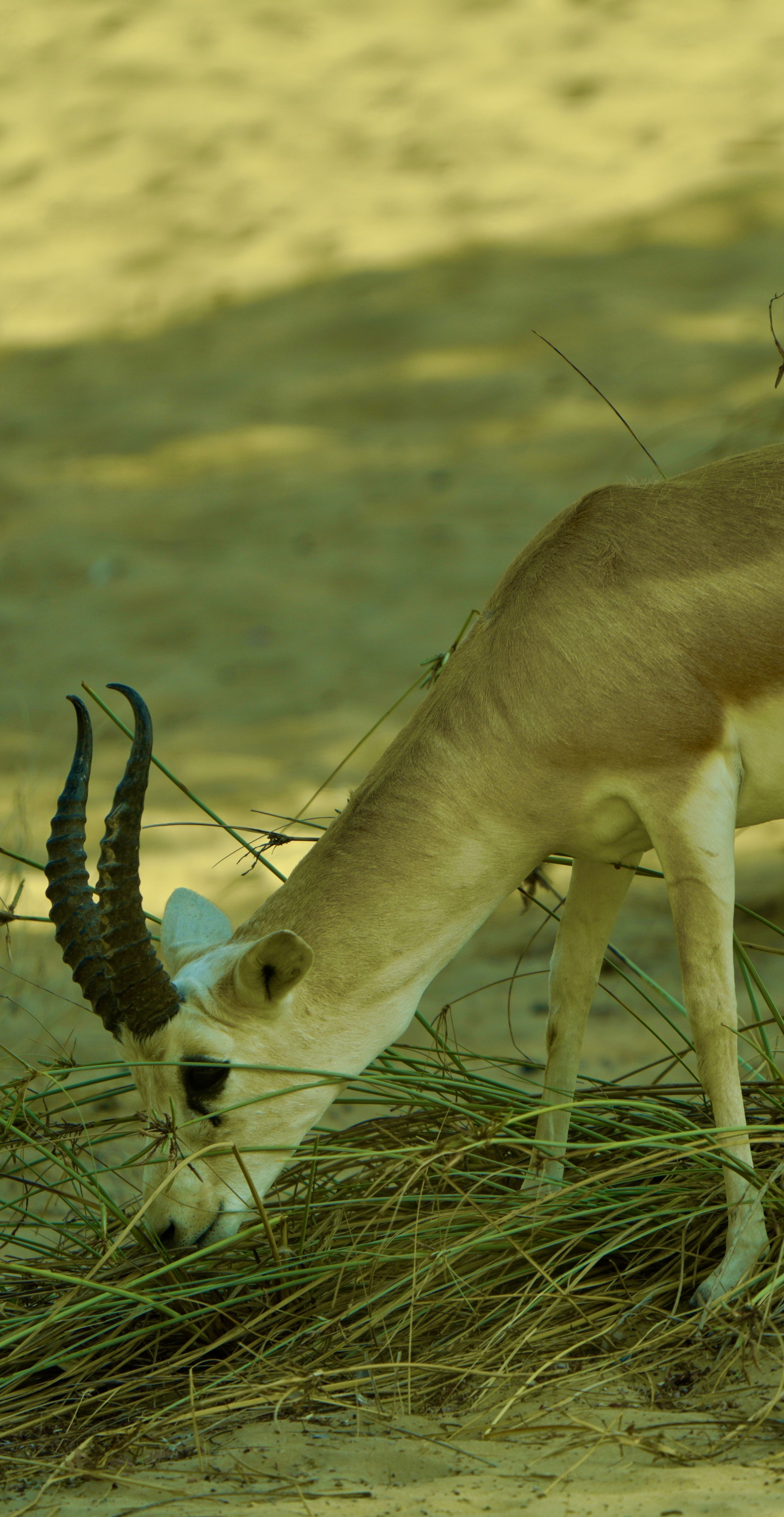 Close-Up of Gazelle Grazing in Desert Habitat · Free Stock Photo