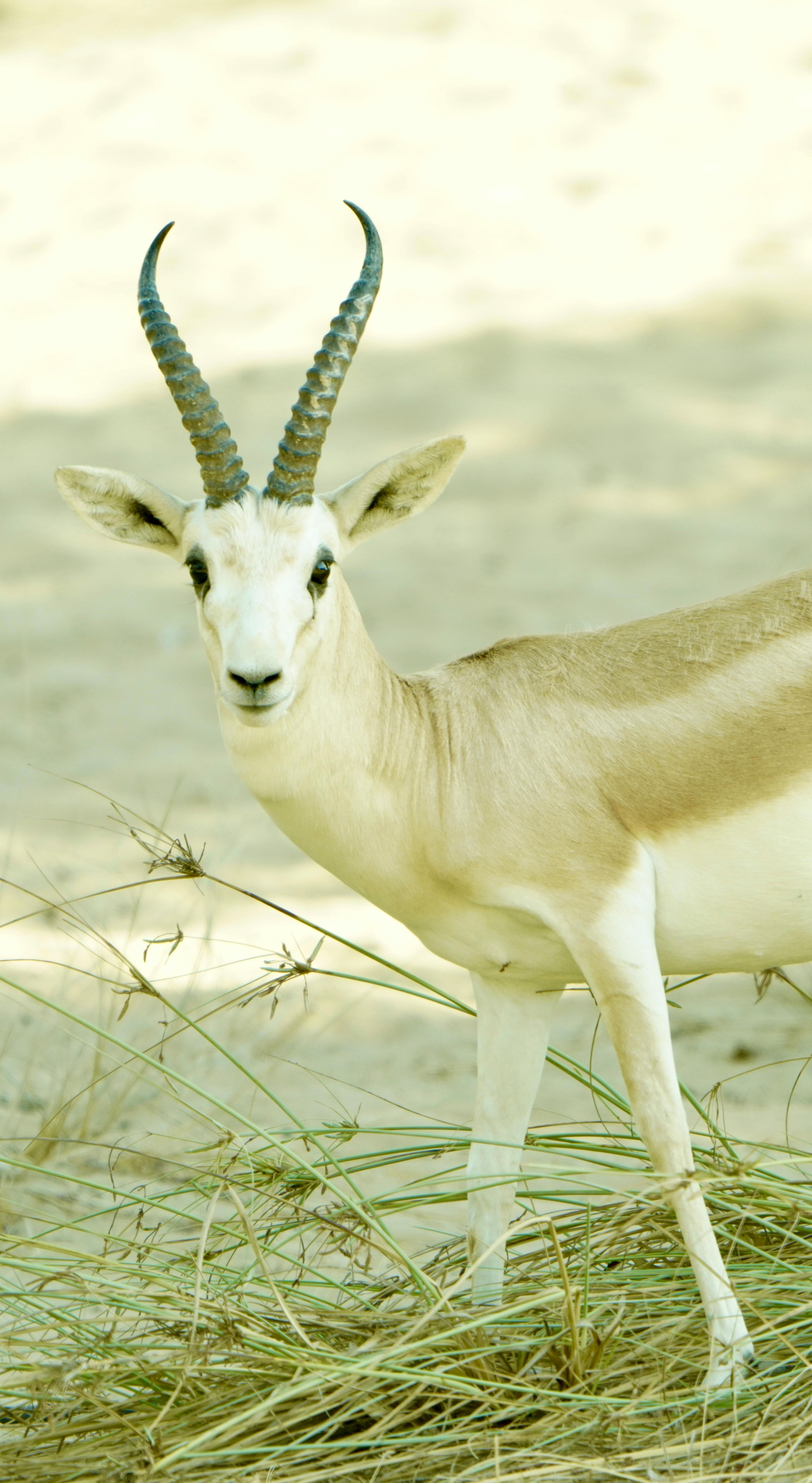 Gratuit Une Gracieuse Gazelle Dorcas Dans Son Habitat Naturel Photos