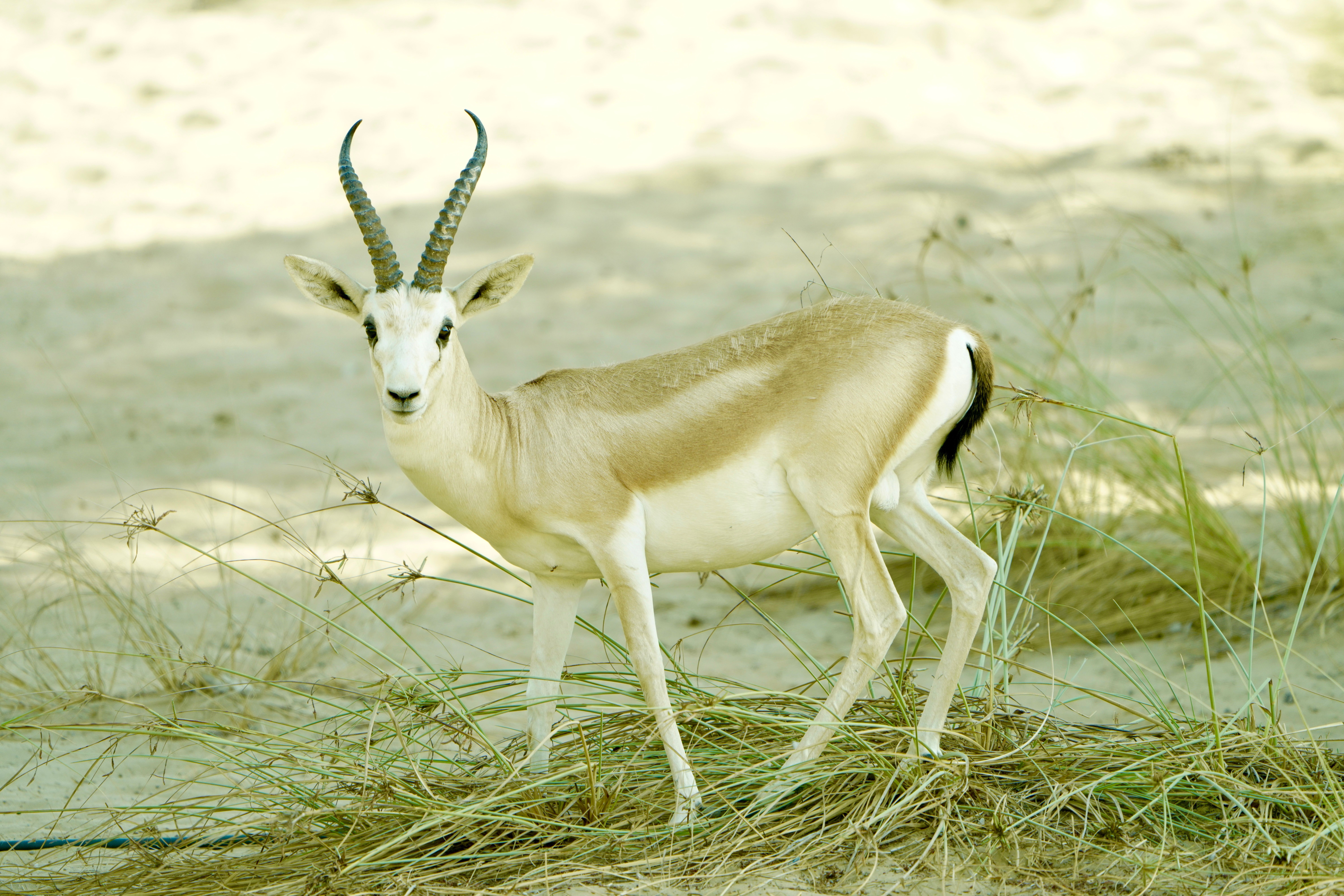 A Sand Gazelle in its natural desert environment, standing among sparse foliage.