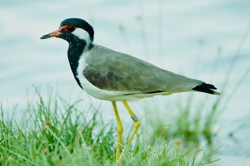 Free Black-winged Stilt standing gracefully near water Stock Photo