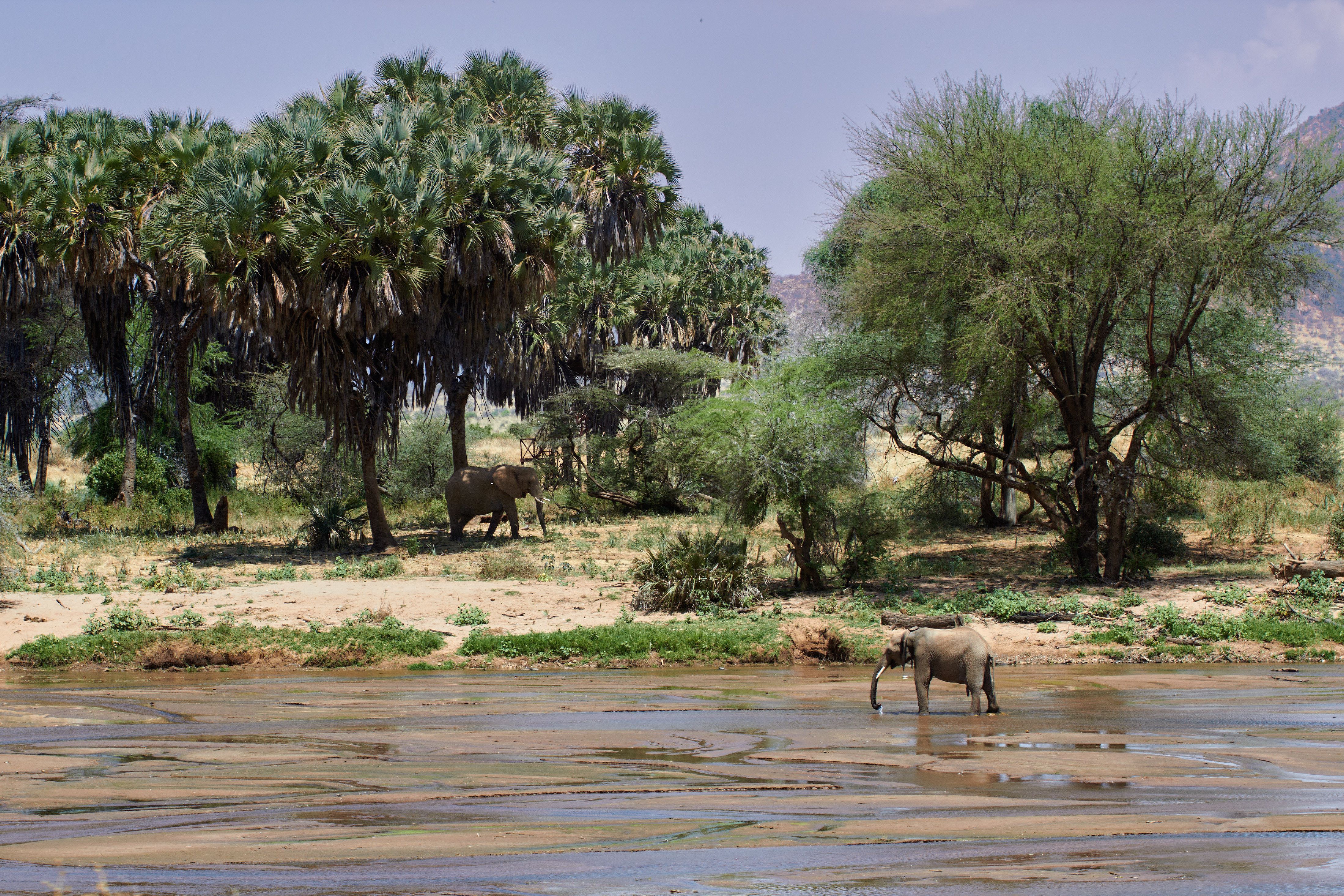 Two elephants near a river in the African savannah, surrounded by lush vegetation.