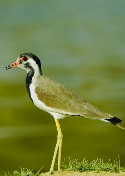 Free A detailed view of a Black-winged Stilt standing near a body of water, showcasing its distinctive features. Stock Photo