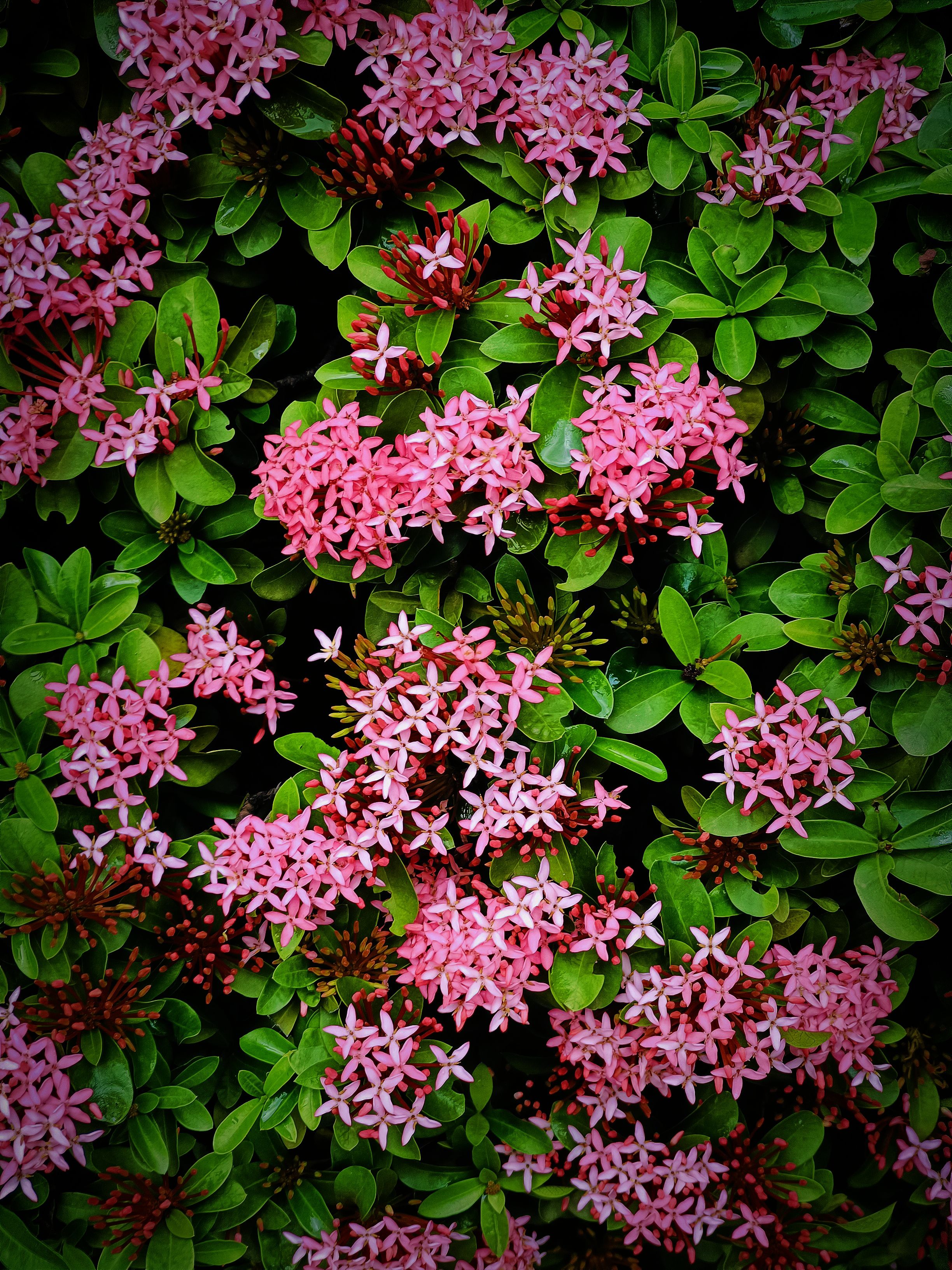 Flores De Ixora De Color Rosa Intenso Con Follaje Verde Exuberante ...