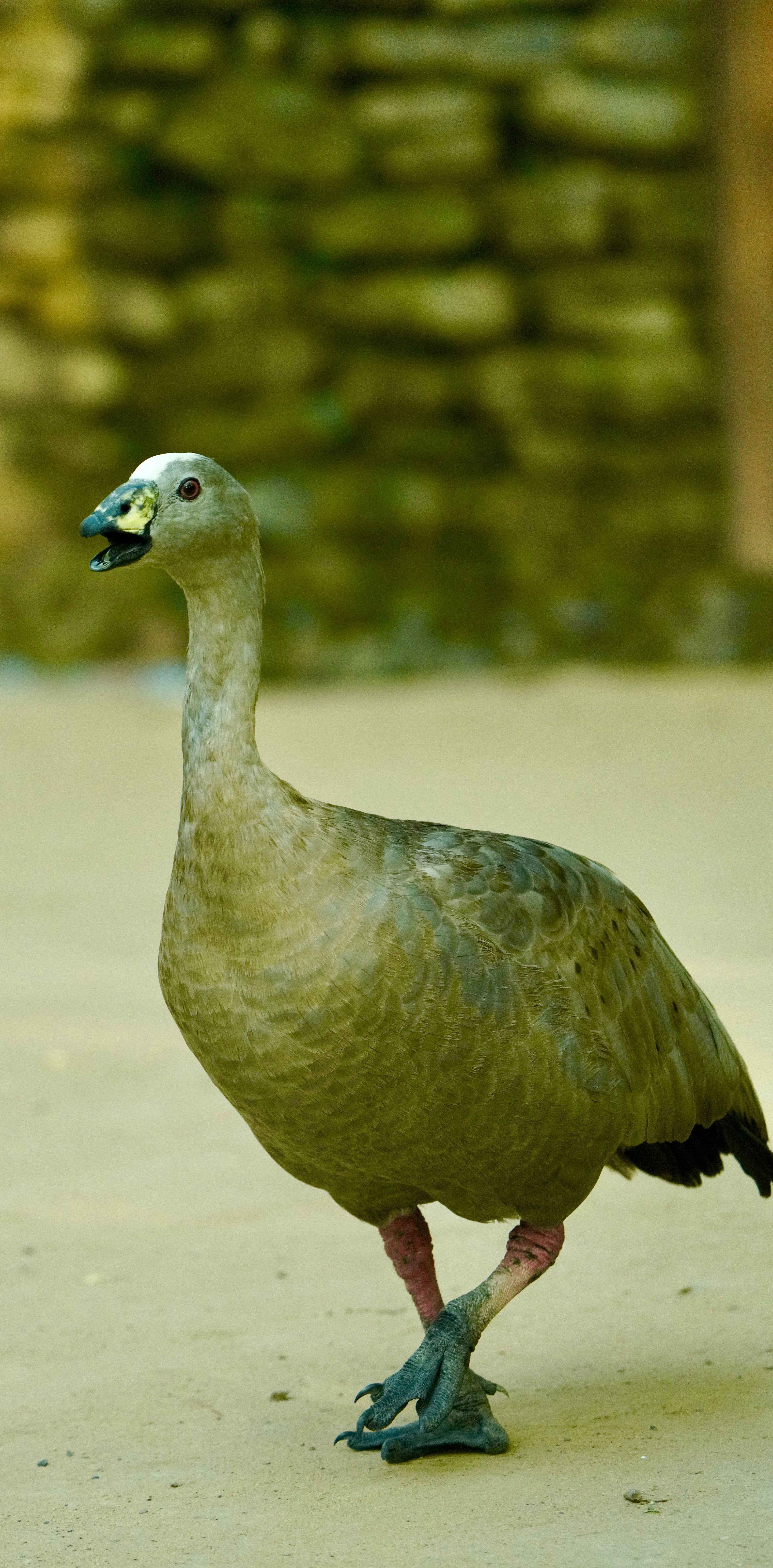 Cape Barren Goose standing on a sandy surface, showcasing feathers and natural environment.