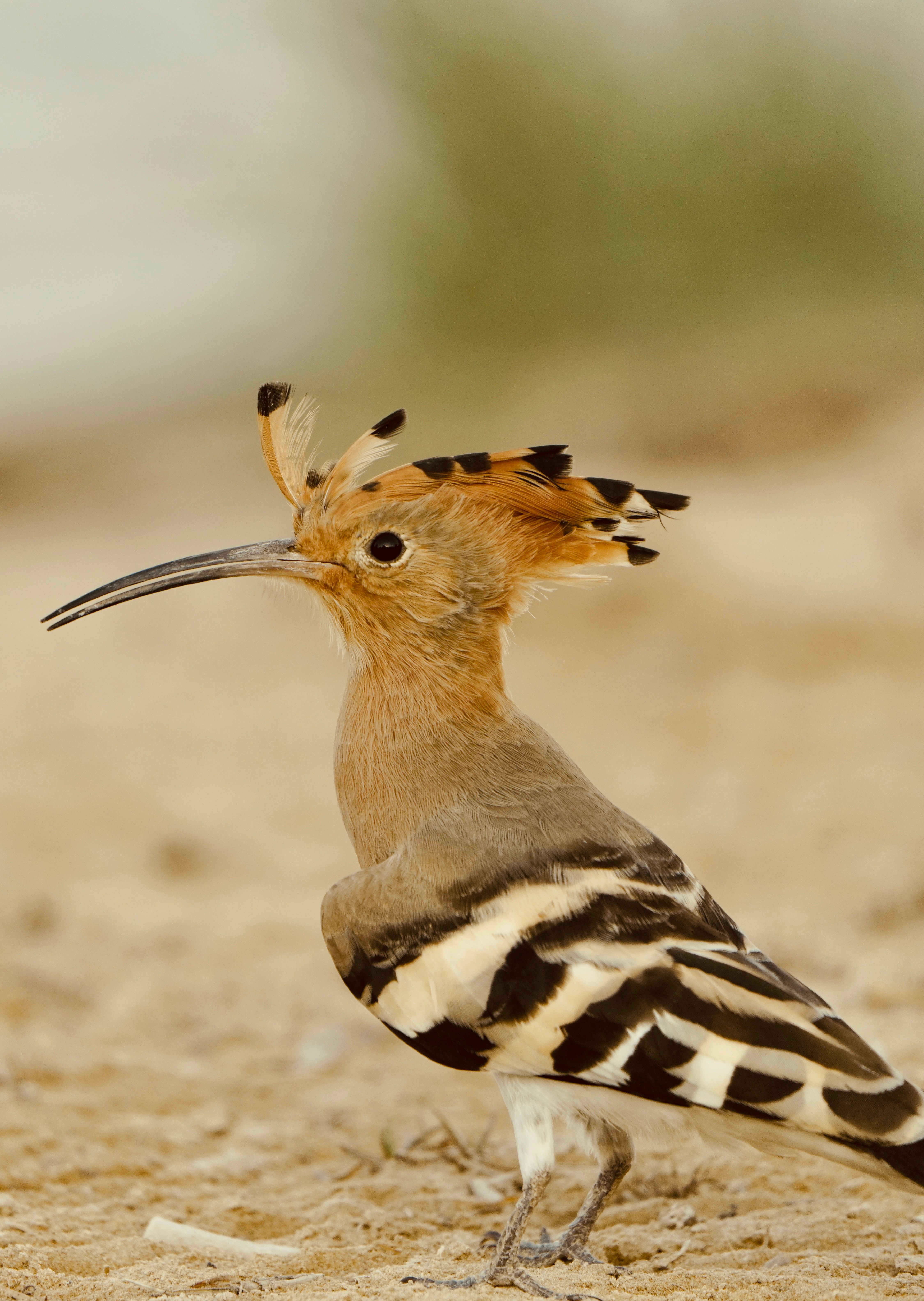 The Birding Manual