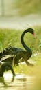 Elegant Black Swans in Natural Habitat