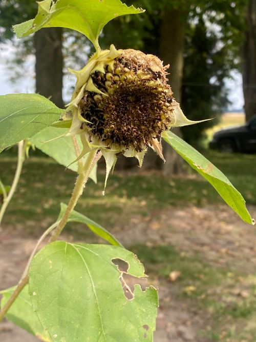 Free sunflower Stock Photo