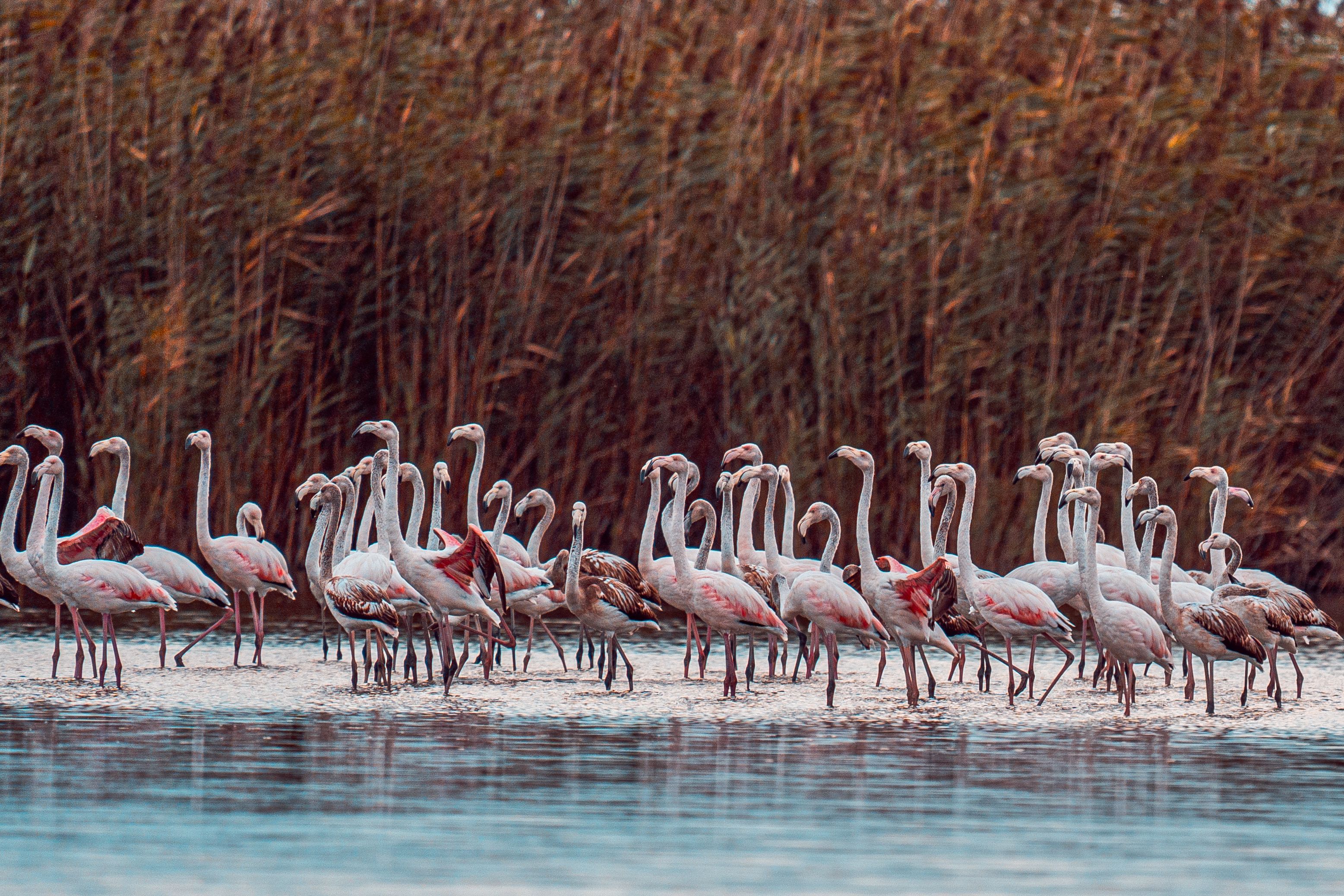 Pink Flamingo Watching at Oum Essalem