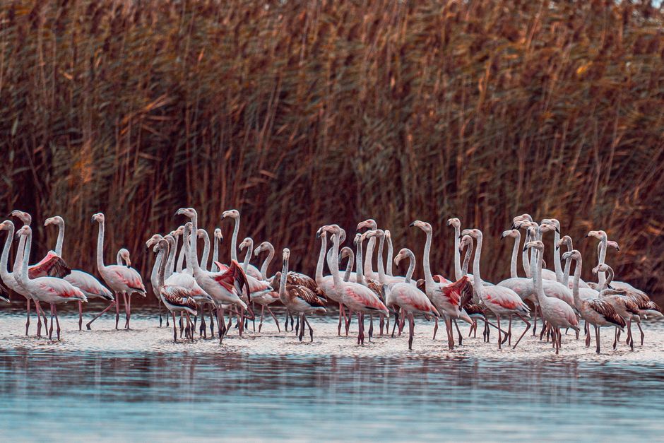 Pink Flamingo Watching at Oum Essalem