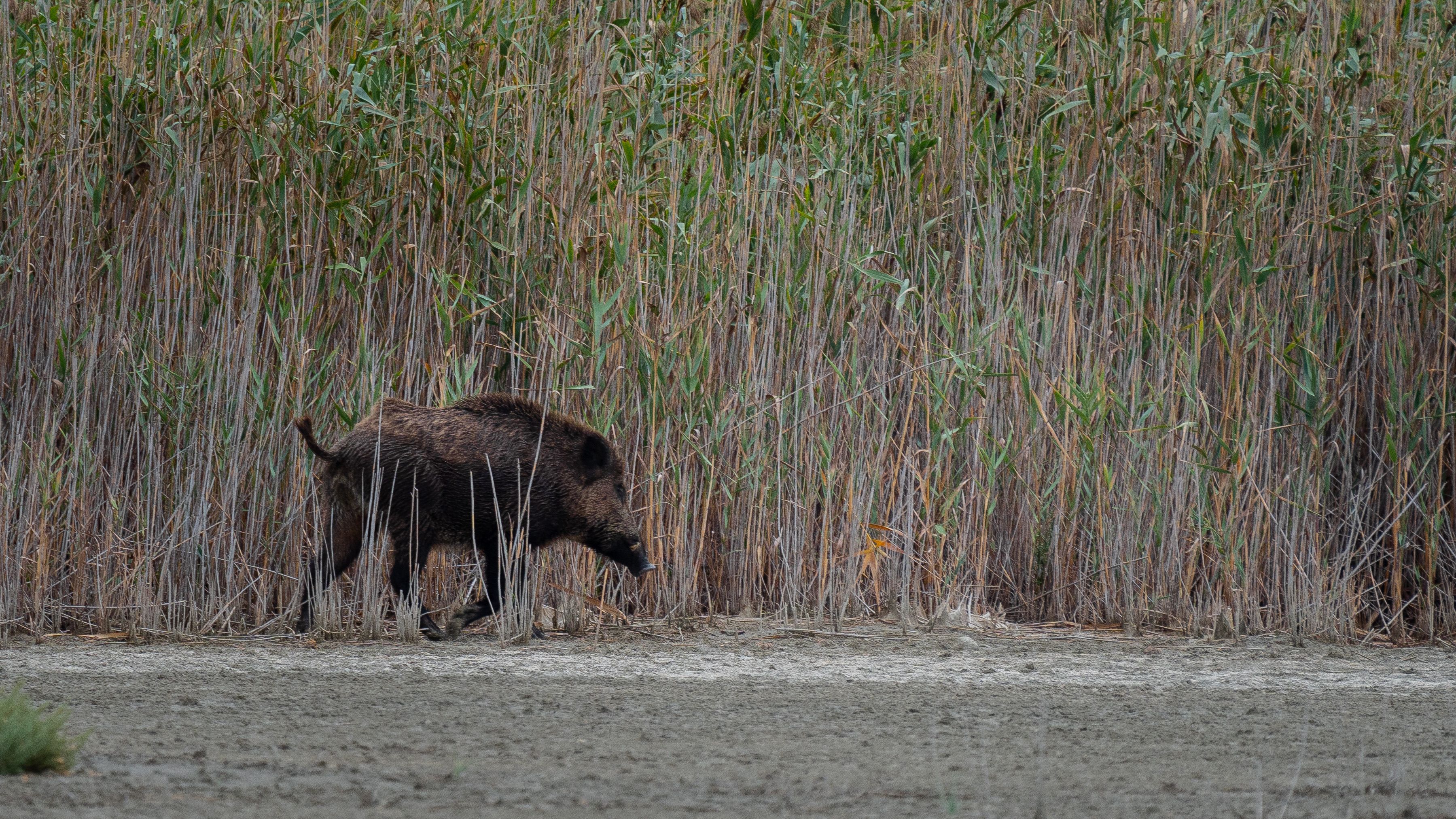 Wild Boar Walking Through Natural Habitat · Free Stock Photo