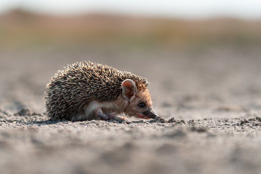 hedgehog photo
