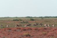 Group of gazelles in natural habitat during daytime across open grasslands.