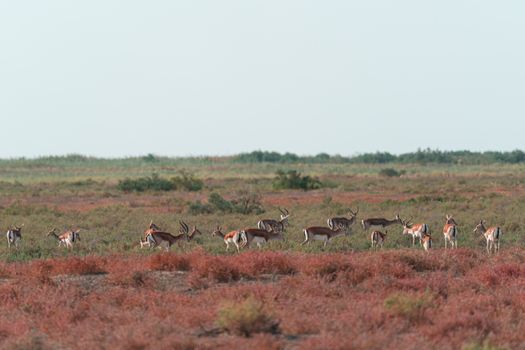 Group of gazelles in natural habitat during daytime across open grasslands.