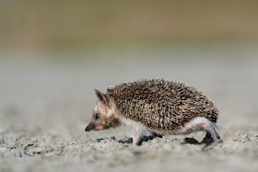 hedgehog photo