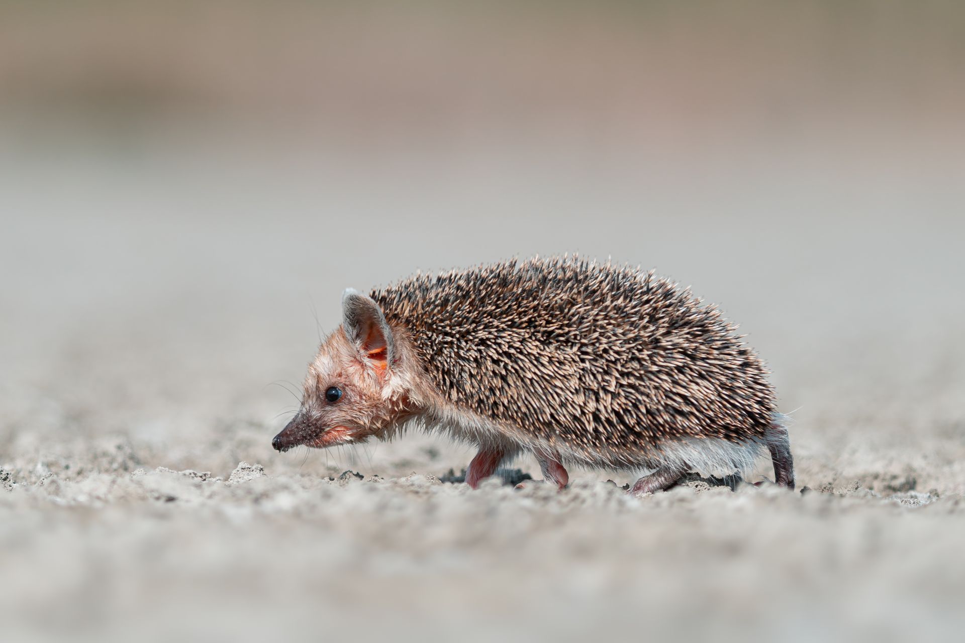 A focused view of a desert hedgehog navigating through a sandy terrain.