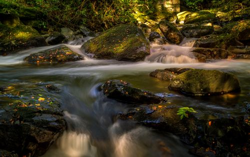 Free Tranquil flowing stream with mossy rocks surrounded by lush forest in autumn. Stock Photo