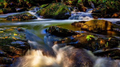 Free A tranquil forest stream flows over moss-covered rocks, surrounded by nature. Stock Photo