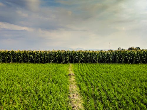 Free stock photo of corn field, landscape, mobile photography